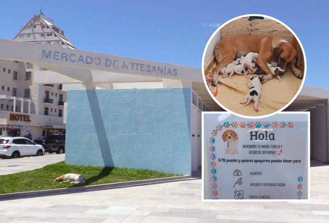 Ponen en adopción a cachorritos de María Teresa y Danilo, dos perritos que viven en el Mercado de Artesanías en Veracruz