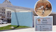 Ponen en adopción a cachorritos de María Teresa y Danilo, dos perritos que viven en el Mercado de Artesanías en Veracruz