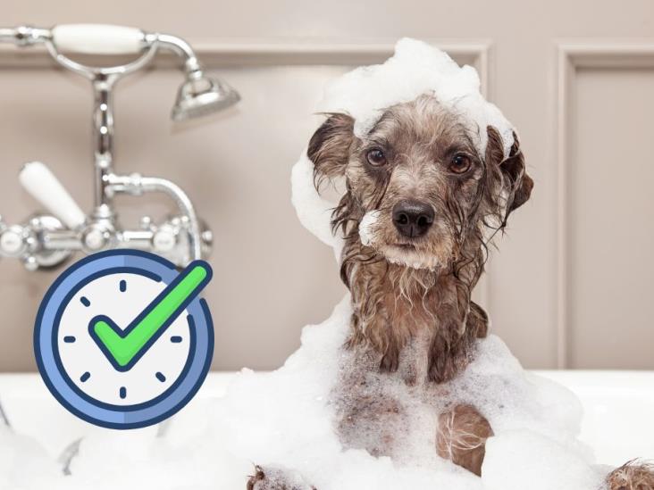 Cada cuánto debes bañar a tu perro, de acuerdo con los especialistas