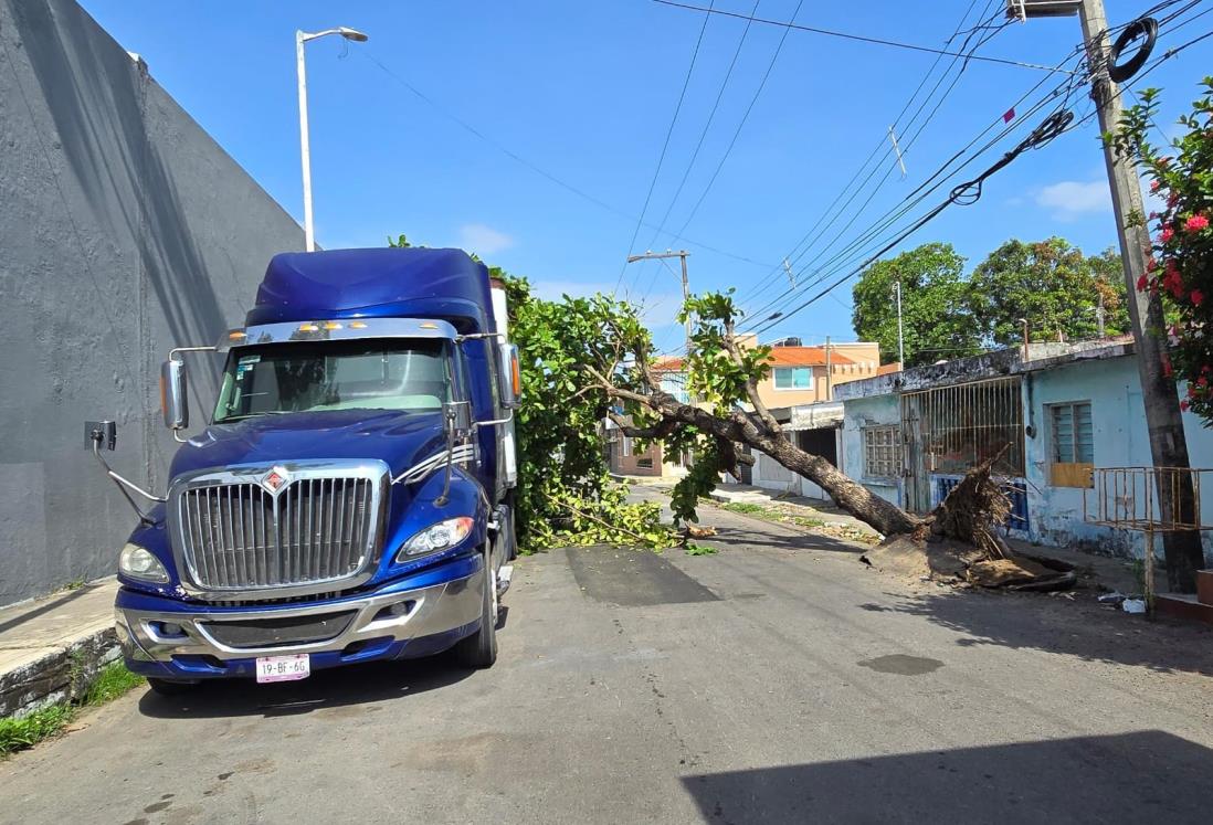 Tráiler derriba árbol sobre calles de la colonia Cándido Aguilar