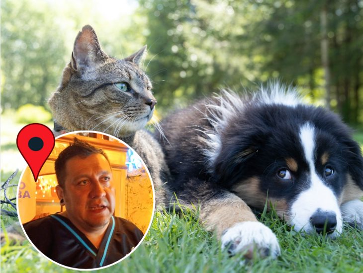 Incrementan casos de cáncer en mascotas de Orizaba, advierte veterinario 