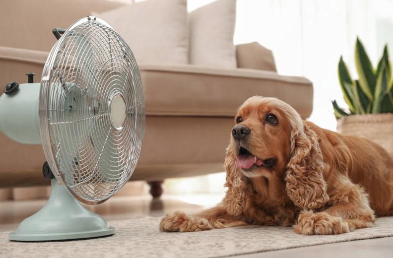 Alertan por vulnerabilidad de los perros al calor en Veracruz