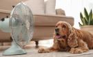 Alertan por vulnerabilidad de los perros al calor en Veracruz