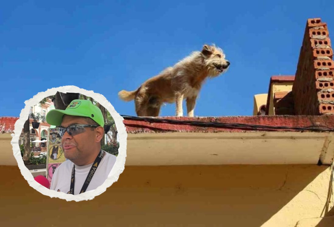 Denuncian incremento de casos de perros en Veracruz abandonados en el sol