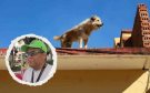 Denuncian incremento de casos de perros en Veracruz abandonados en el sol