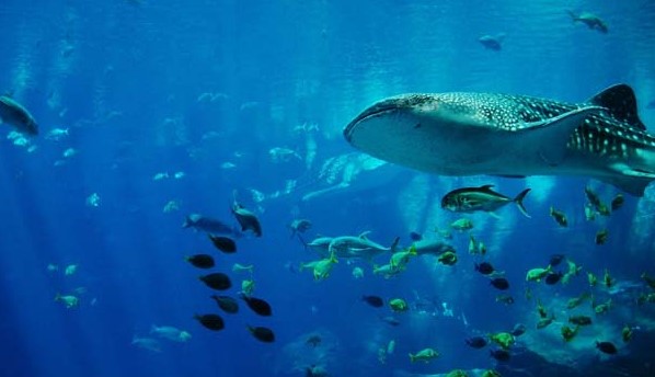 En Día Mundial del Océano la ONU exhorta a tomar medidas para su protección
