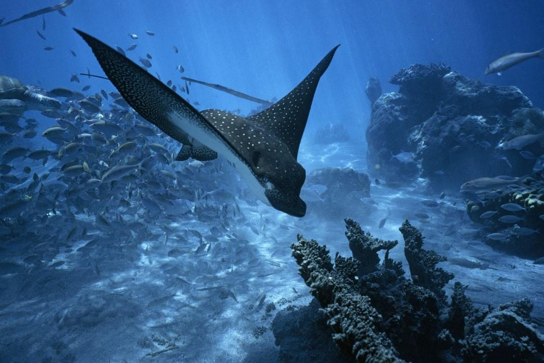 En Día Mundial del Océano la ONU exhorta a tomar medidas para su protección