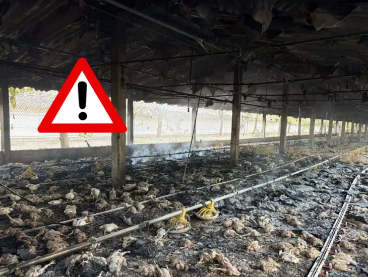 Incendio en granja avícola provoca la muerte de 3 mil 500 aves en Cotaxtla
