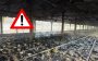 Incendio en granja avícola provoca la muerte de 3 mil 500 aves en Cotaxtla