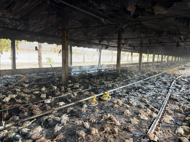 Incendio en granja de Cotaxtla deja más de 3 mil pollos muertos
