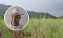 Acusan desvío de recursos en sector agropecuario en municipios de Orizaba
