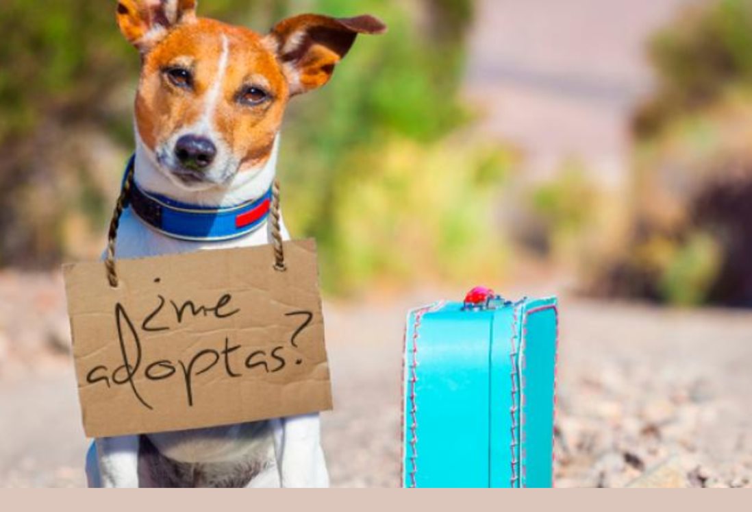 3 albergues de perritos en Veracruz para poder adoptar uno ¿Qué requisitos piden?