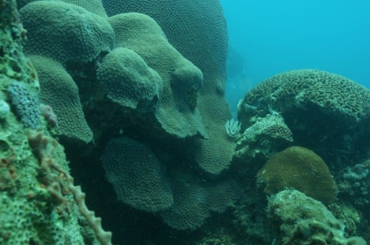 Blanqueamiento de corales; fenómeno que afecta al Parque Nacional Sistema Arrecifal Veracruzano | VIDEO