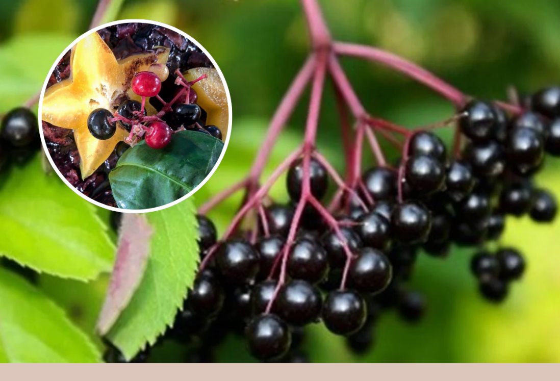 ¿Conoces los beneficios del chagalapoli?, una fruta de la región de Los Tuxtlas en Veracruz
