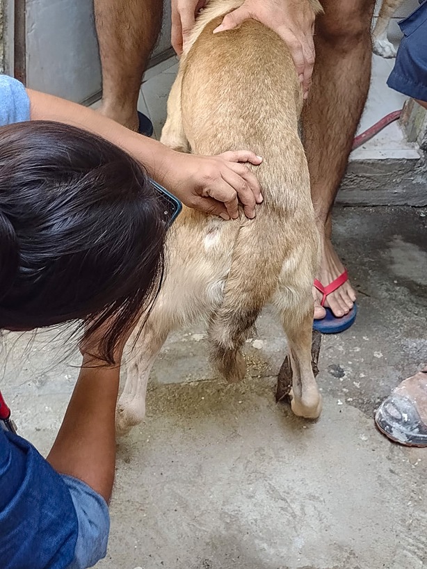 Maltrato animal en Coatzacoalcos: tras denuncia acuden a inspeccionar a mascotas