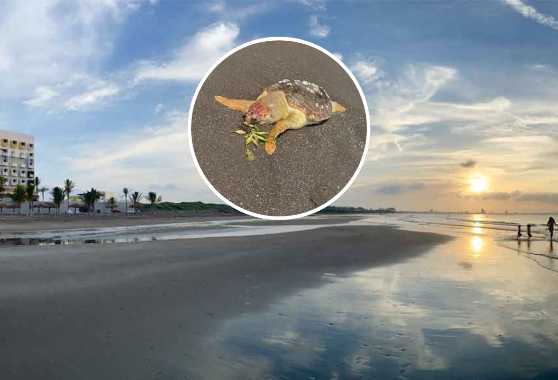 Hallan muerta a tortuga lora en playas de la Riviera Veracruzana