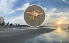 Hallan muerta a tortuga lora en playas de la Riviera Veracruzana