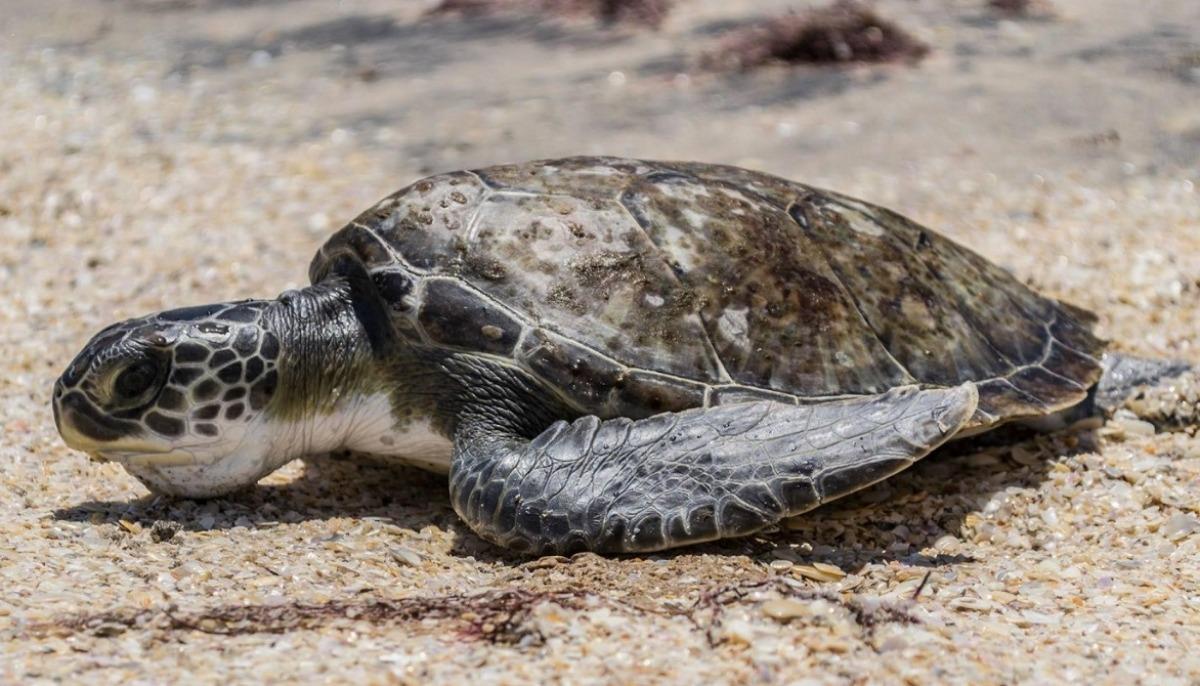 Refuerzan protección de tortugas marinas y sus nidos en playas de Veracruz