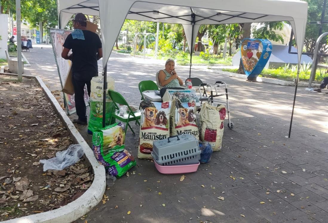 Albergue La Roca invita al Perretón 2025 en Veracruz; buscan fondos para más de 300 perros y gatos