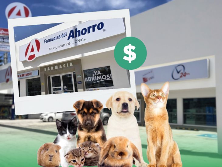 Farmacias del Ahorro anuncia clínicas veterinarias: ¿en qué estado será la primera?