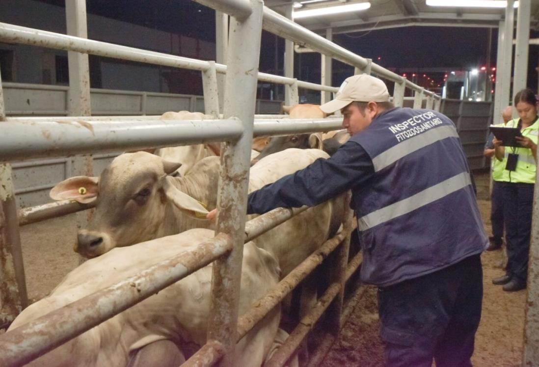 Capacitan a 100 especialistas para controlar al gusano barrenador en Veracruz