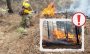 En Veracruz, se han registrado 131 incendios forestales: Conafor