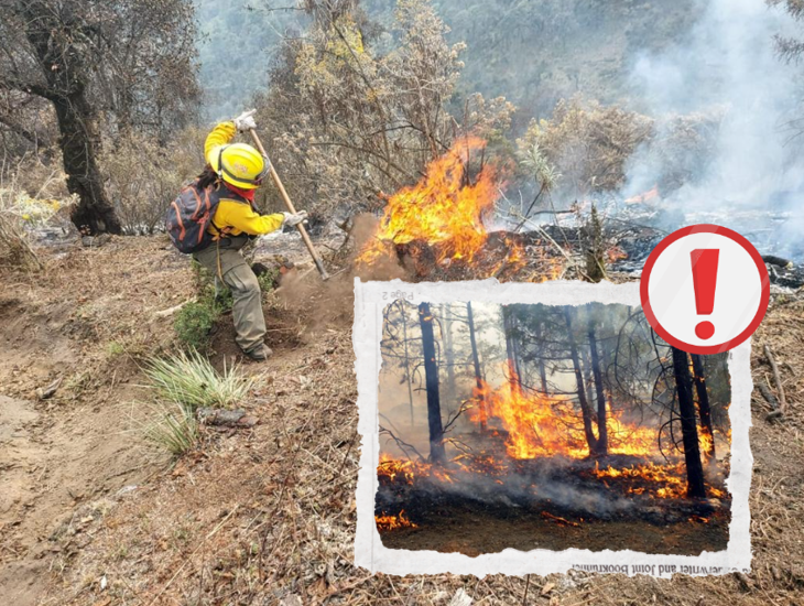 En Veracruz, se han registrado 131 incendios forestales: Conafor