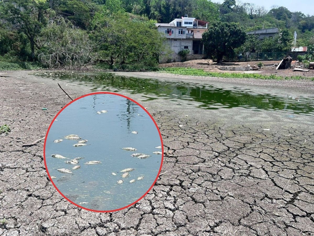 Se seca laguna de Farfán en Juchique de Ferrer; mojarras mueren por sequía