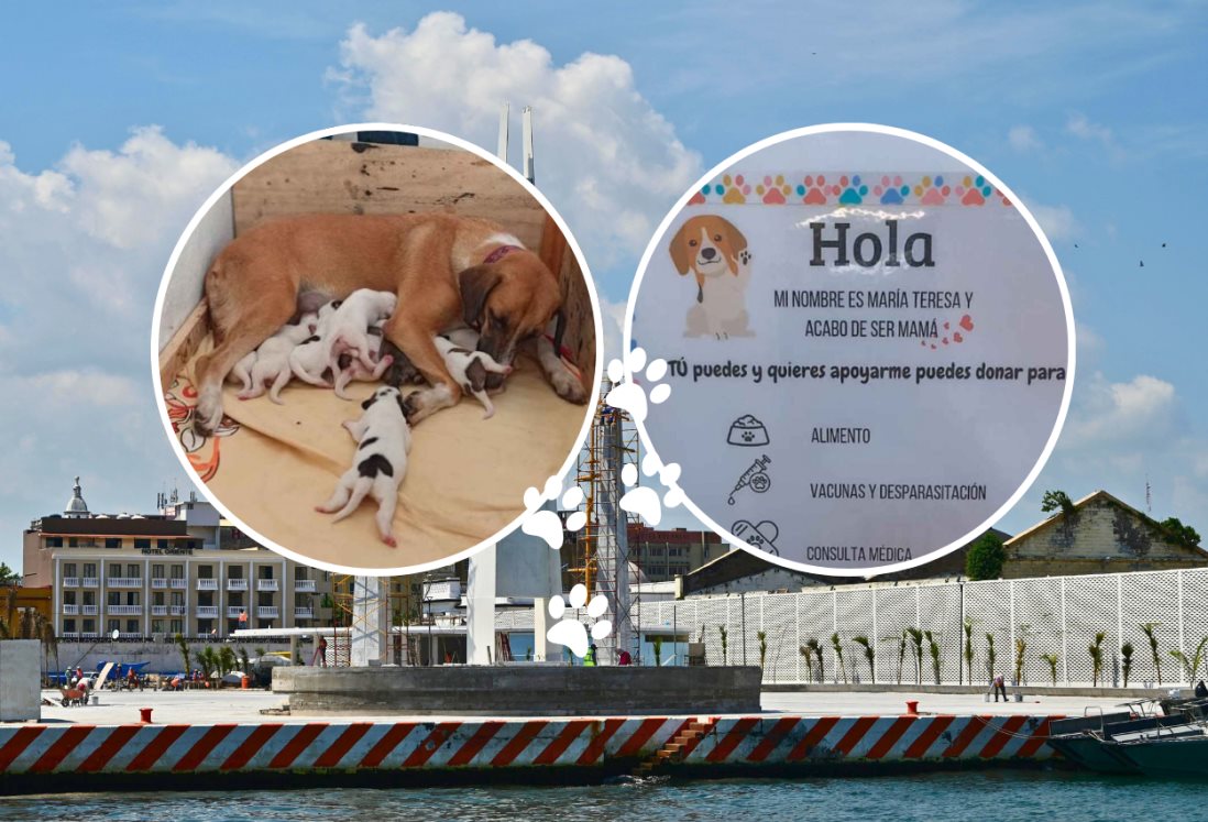 Más de 50 personas buscan adoptar a cachorritos de María Teresa y Danilo, perritos del malecón de Veracruz