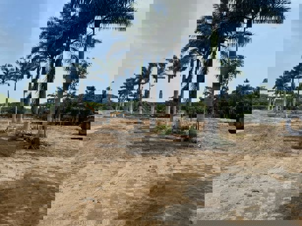 Constructora tiene permisos para proyecto Santuario en Medellín; abogado asegura que no afecta al manglar Arroyo Moreno | VIDEO
