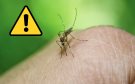Casos de dengue en Veracruz superan los 600 en lo que va de 2025