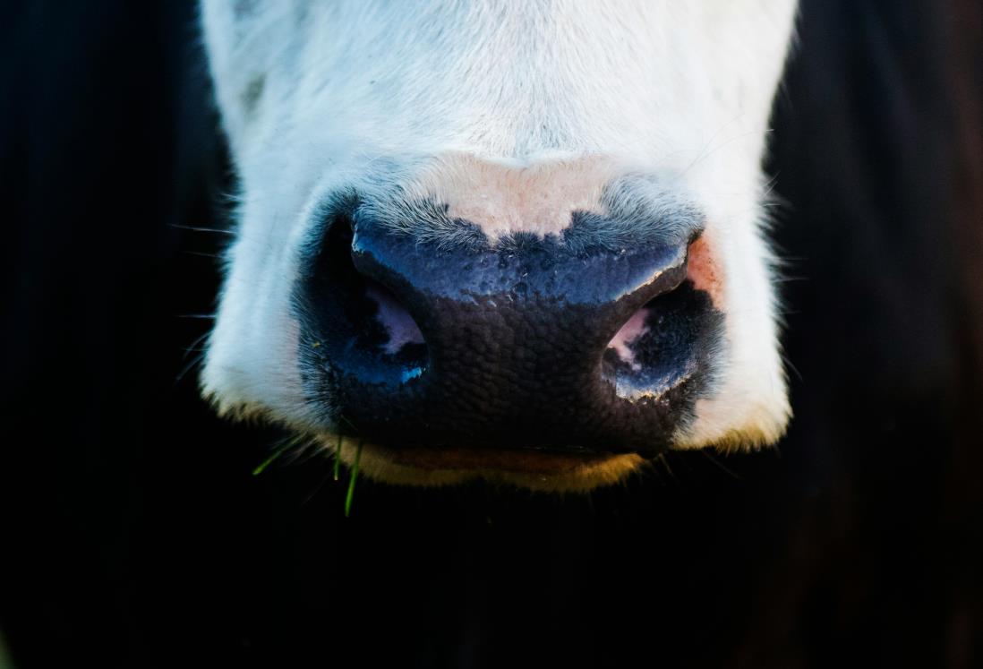 Veterinarios de EE.UU. evaluarán acciones de México ante brote de gusano barrenador en el sureste