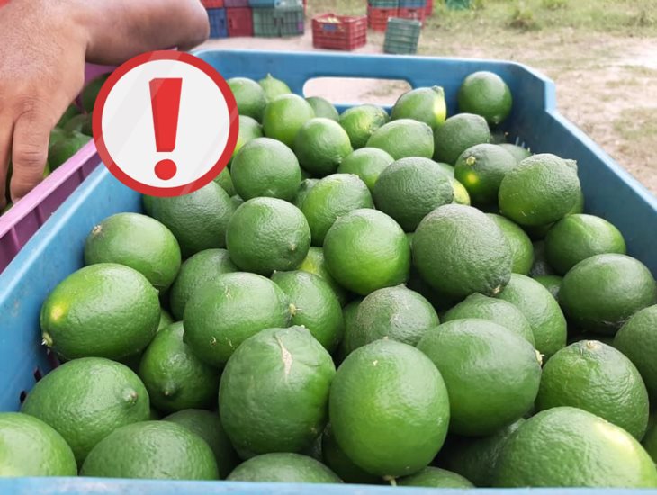 Se desploma el precio del limón en Misantla, por esta razón 