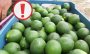 Se desploma el precio del limón en Misantla, por esta razón 