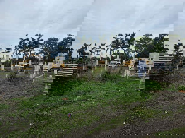 Denuncian destrucción de manglares en la región del área natural protegida Arroyo Moreno