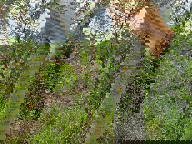 Denuncian destrucción de manglares en la región del área natural protegida Arroyo Moreno