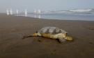 En playas de Veracruz y Boca del Río han encontrado 13 tortugas muertas en lo que va de 2025 | VIDEO
