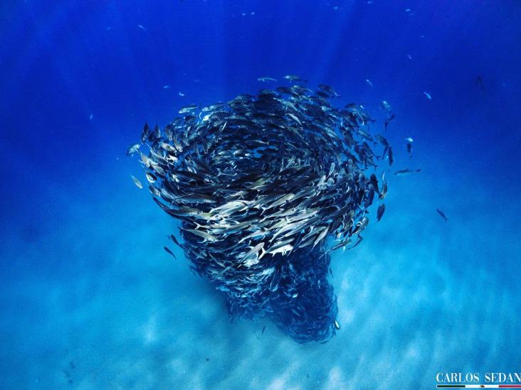 Apreciación fotográfica al fondo del mar: Exposición en Fototeca de Veracruz