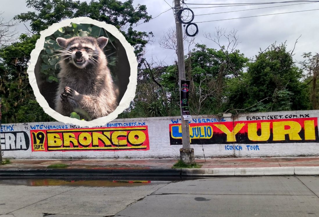 Ponen señalética en barda para prevenir sobre mapaches que muerden en carretera Veracruz-Medellín