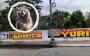 Ponen señalética en barda para prevenir sobre mapaches que muerden en carretera Veracruz-Medellín