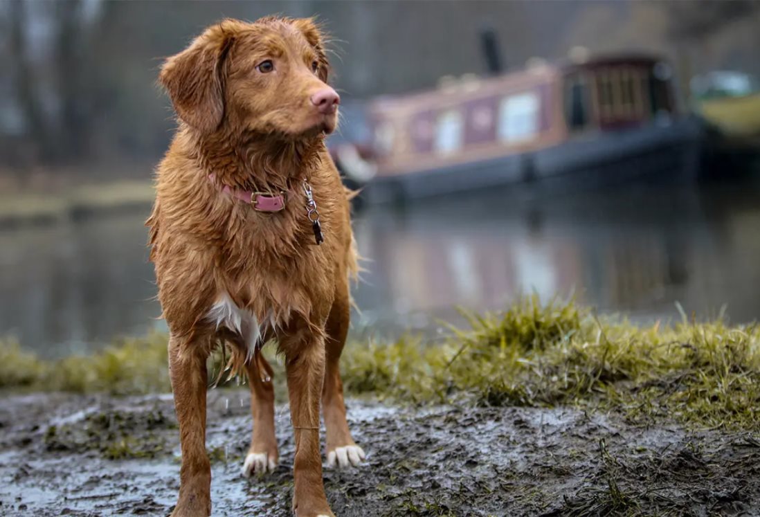 Activistas llaman a proteger a las mascotas durante temporada de lluvia en Veracruz