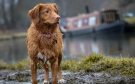 Activistas llaman a proteger a las mascotas durante temporada de lluvia en Veracruz