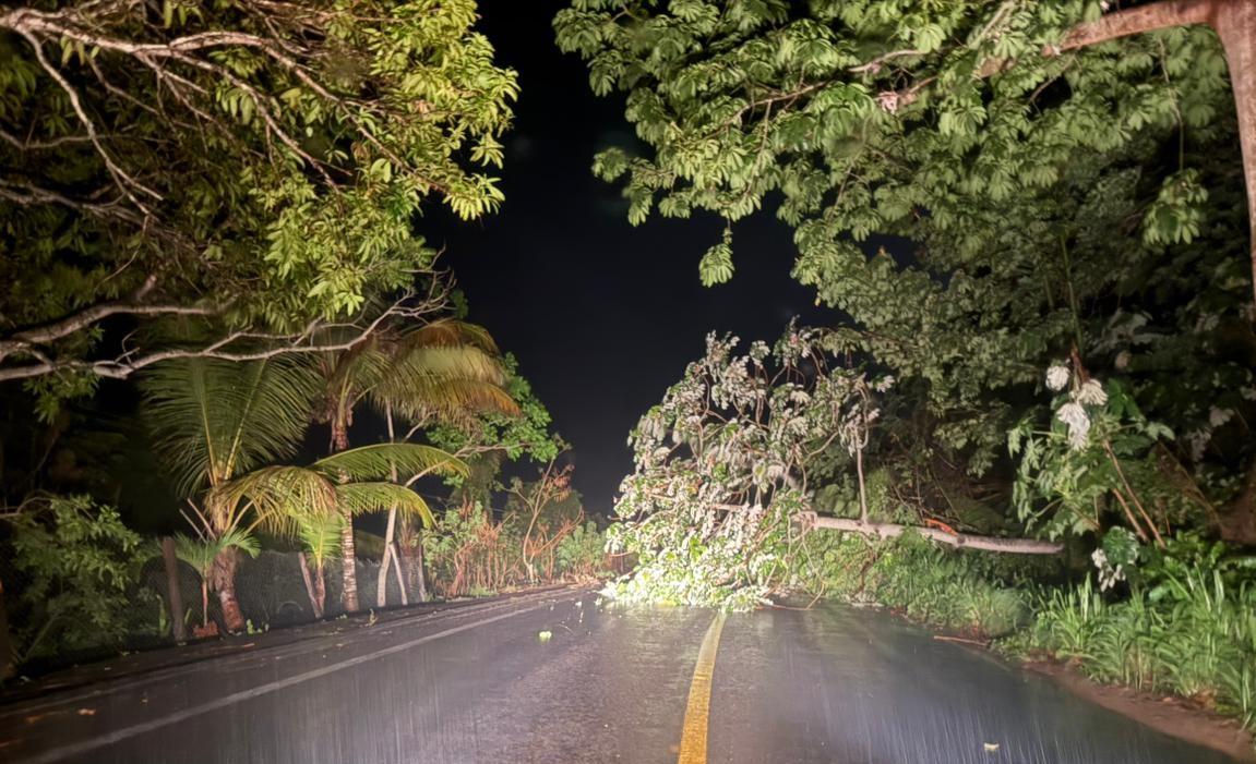 Lluvias provocan falta de luz y caída de árboles en Alvarado