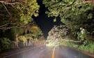 Lluvias provocan falta de luz y caída de árboles en Alvarado