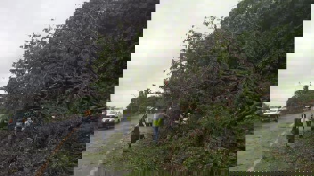 Lluvias provocan falta de luz y caída de árboles en Alvarado