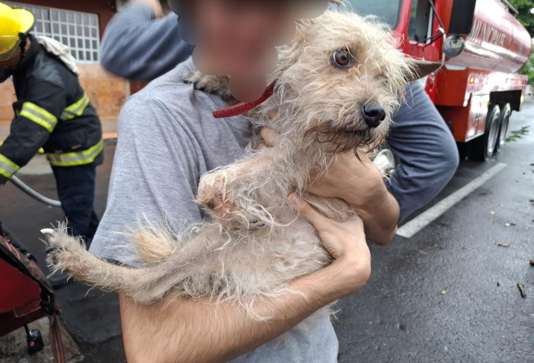 Perrita salva a su dueña de un incendio en colonia Ricardo Flores Magón de Veracruz