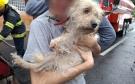 Perrita salva a su dueña de un incendio en colonia Ricardo Flores Magón de Veracruz