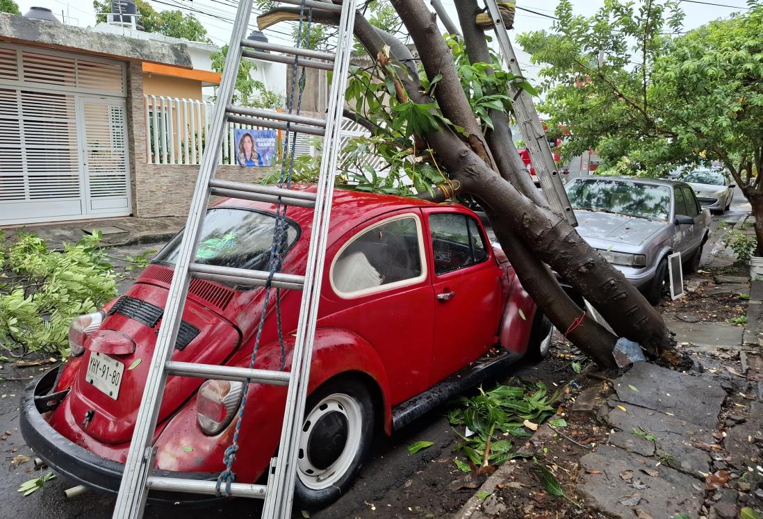 Árbol cae sobre vochito en la colonia Carranza, en Boca del Río