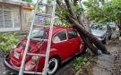 Árbol cae sobre vochito en la colonia Carranza, en Boca del Río