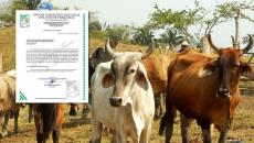 Gusano barrenador: Restringen movilización de bovinos que procedan de zonas afectadas, ¿hasta cuándo?